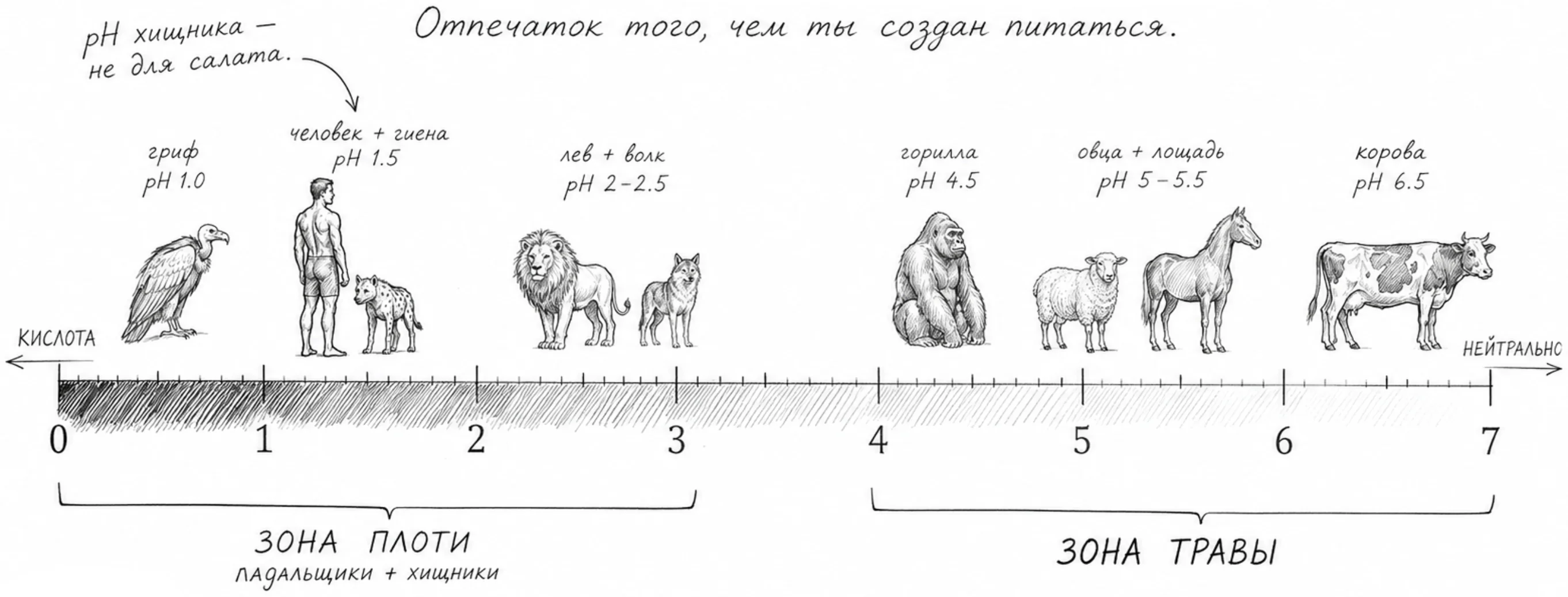Шкала кислотности желудка сравнивает грифа, человека, льва, собаку, шимпанзе, овцу и корову.