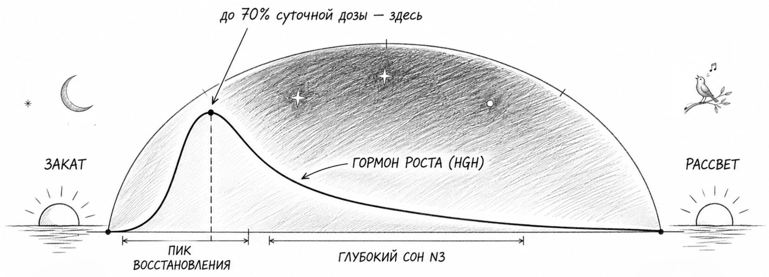 Закат гасит день, рассвет поднимает тело без будильника